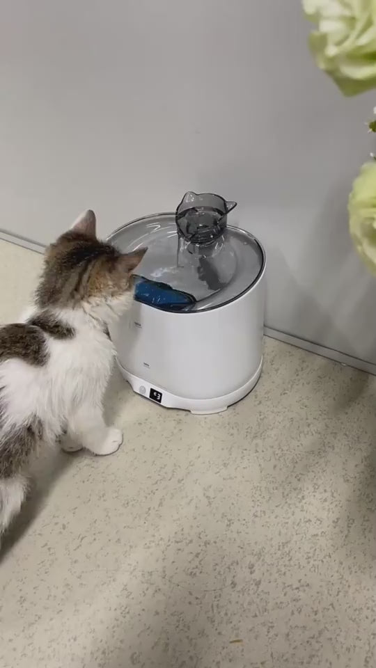 Cat Automatic Water Dispenser Circulation